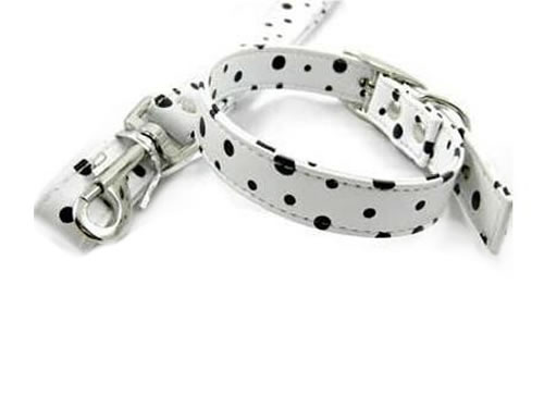 Riem + bandje Dalmatiër